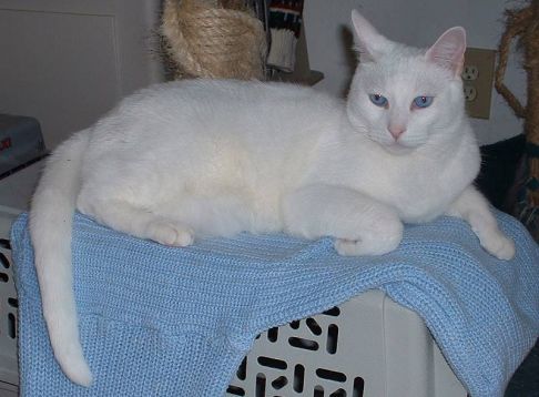 Picture of a cat / kitten / feline