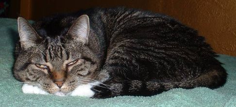 Picture of a cat / kitten / feline