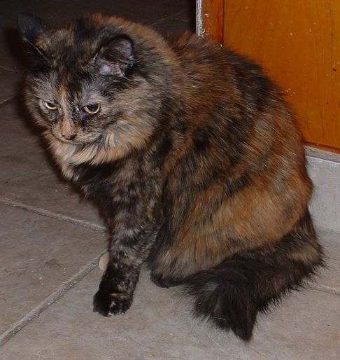 Picture of a cat / kitten / feline