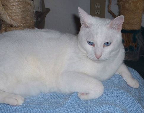 Picture of a cat / kitten / feline