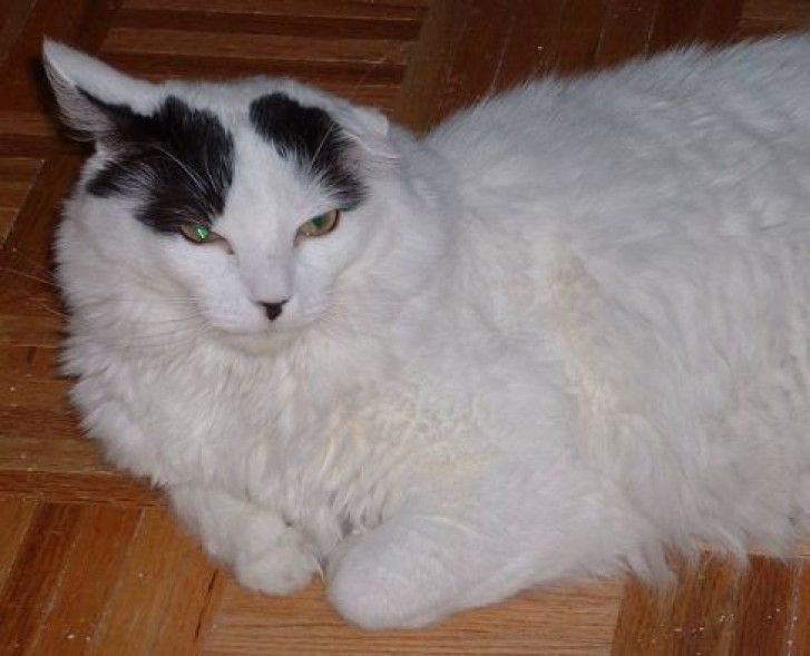 Picture of a cat / kitten / feline