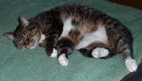 Picture of a cat / kitten / feline