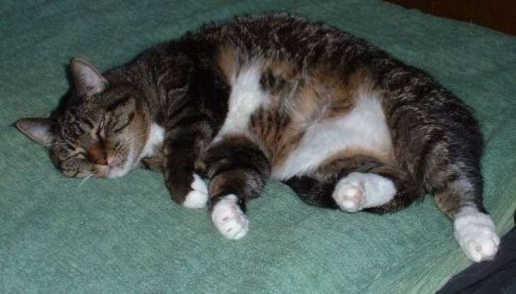 Picture of a cat / kitten / feline