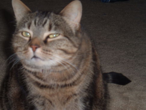 Picture of a cat / kitten / feline