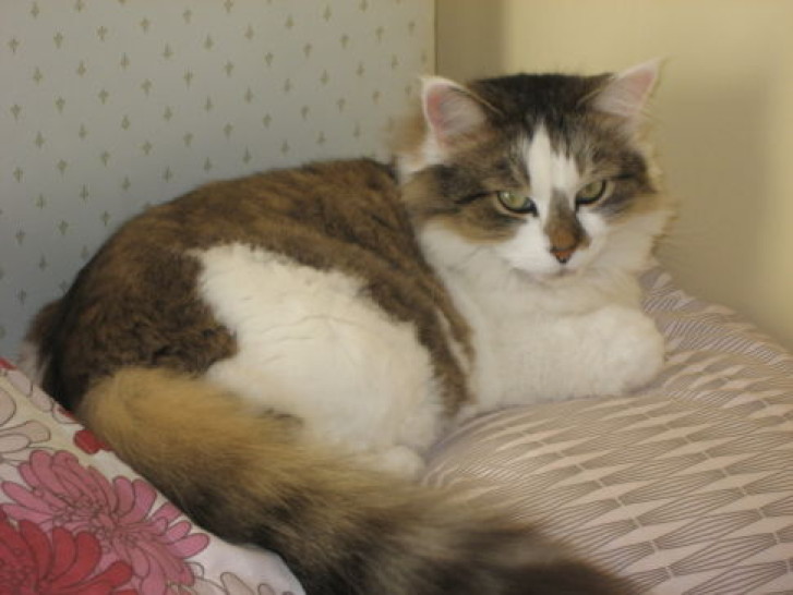 Picture of a cat / kitten / feline