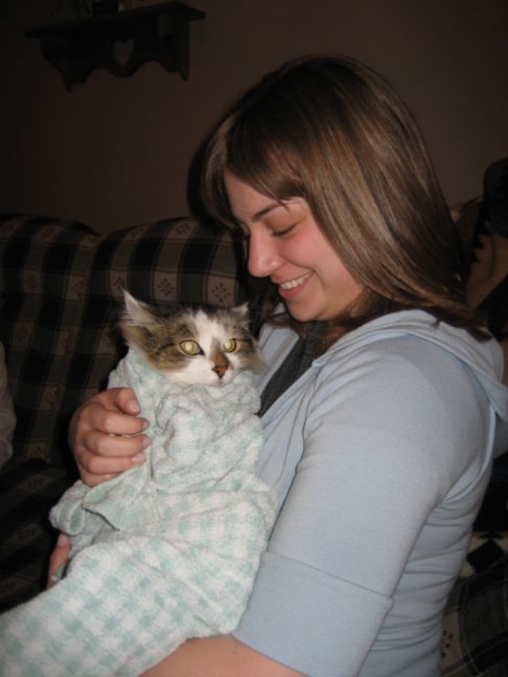 Picture of a cat / kitten / feline