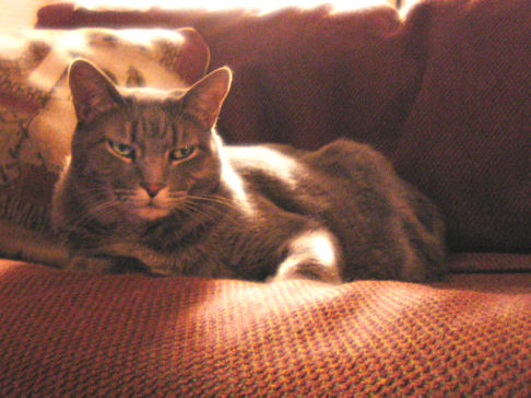 Picture of a cat / kitten / feline