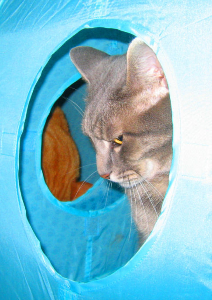 Picture of a cat / kitten / feline