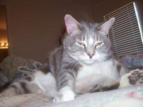 Picture of a cat / kitten / feline