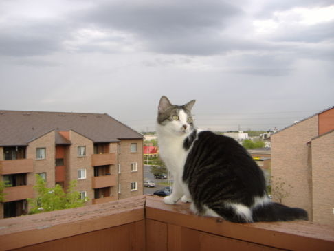 Picture of a cat / kitten / feline