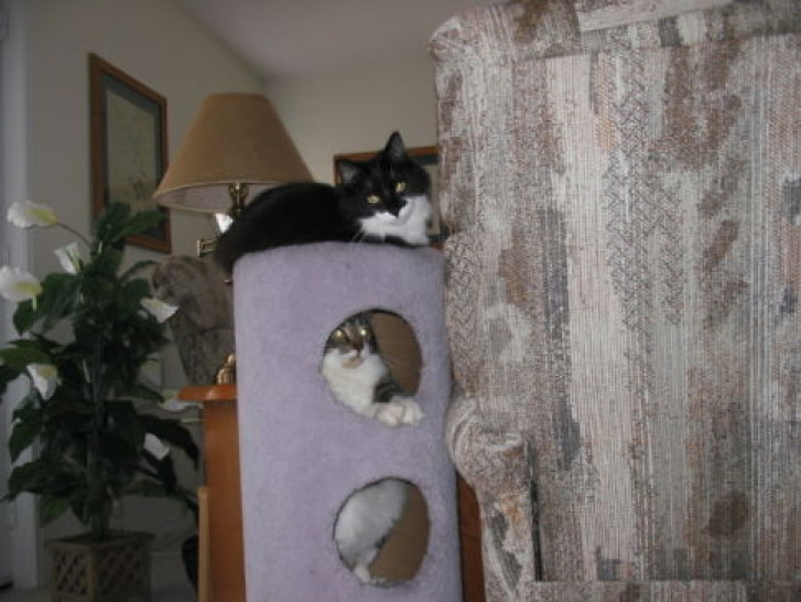 Picture of a cat / kitten / feline