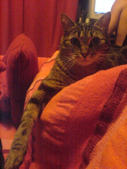 Picture of a cat / kitten / feline