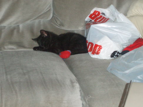 Picture of a cat / kitten / feline