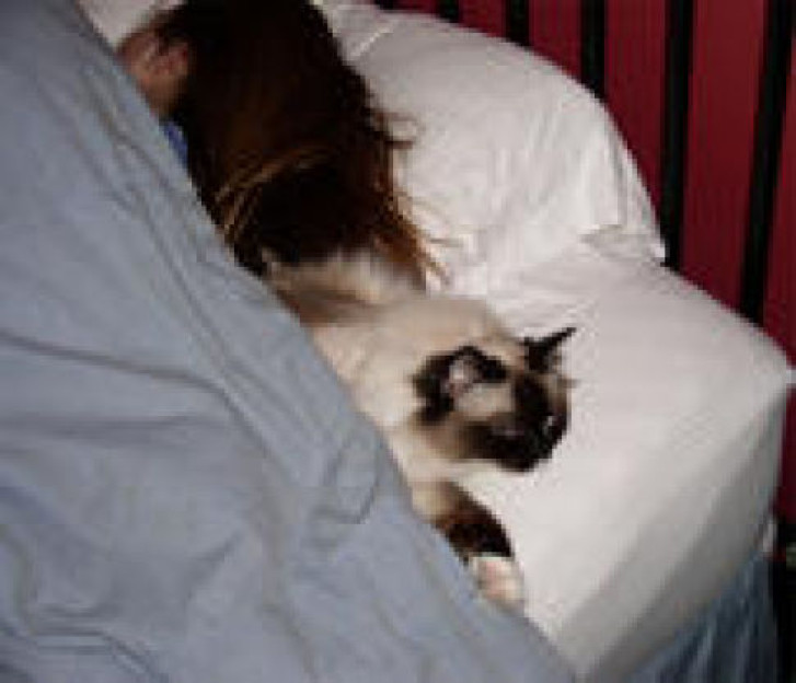 Picture of a cat / kitten / feline