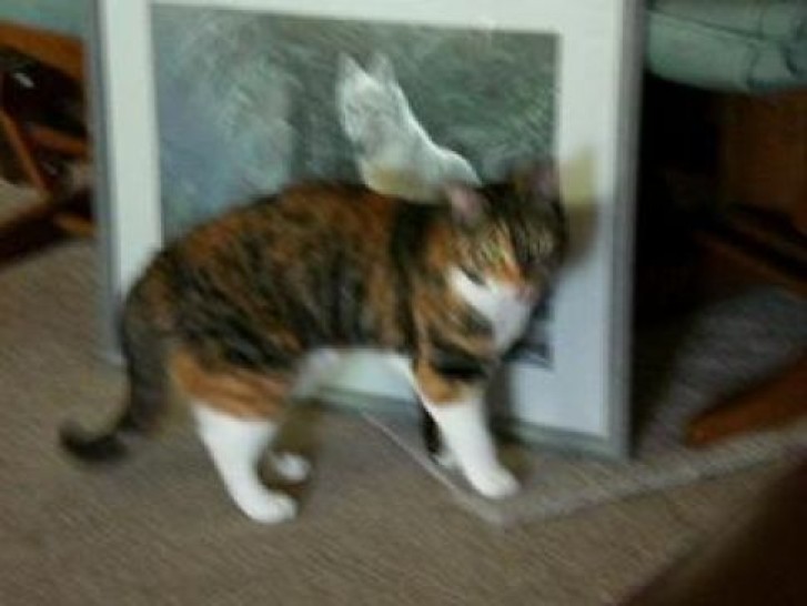 Picture of a cat / kitten / feline