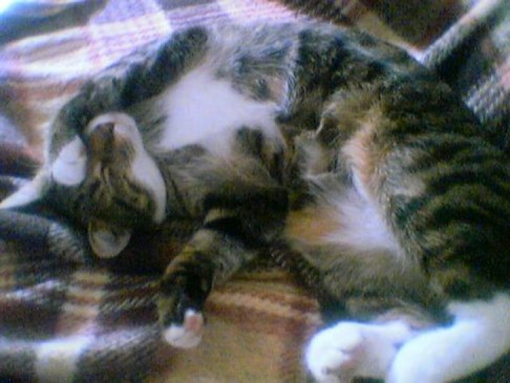 Picture of a cat / kitten / feline