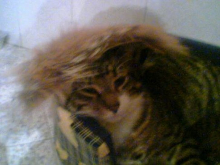 Picture of a cat / kitten / feline