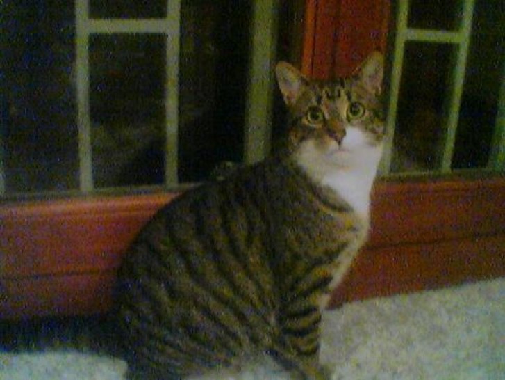 Picture of a cat / kitten / feline