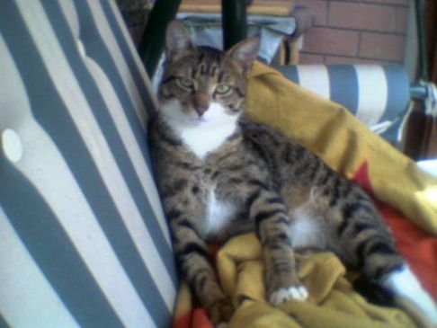 Picture of a cat / kitten / feline