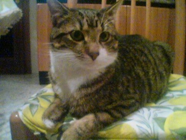 Picture of a cat / kitten / feline