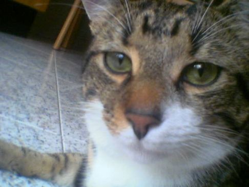 Picture of a cat / kitten / feline