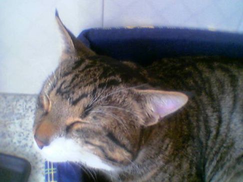 Picture of a cat / kitten / feline