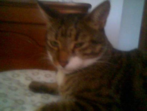 Picture of a cat / kitten / feline