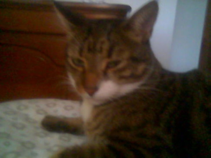 Picture of a cat / kitten / feline