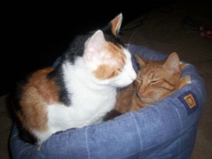 Picture of a cat / kitten / feline