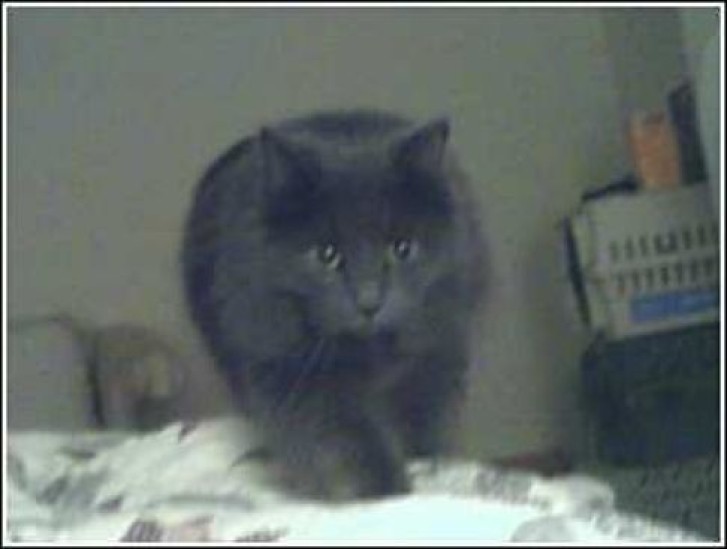 Picture of a cat / kitten / feline