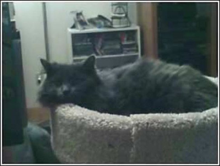 Picture of a cat / kitten / feline