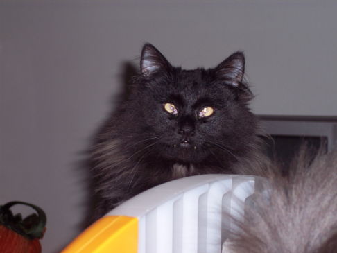 Picture of a cat / kitten / feline