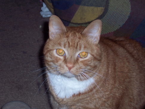 Picture of a cat / kitten / feline