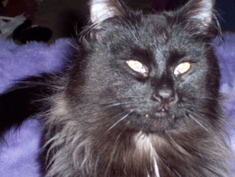 Picture of a cat / kitten / feline