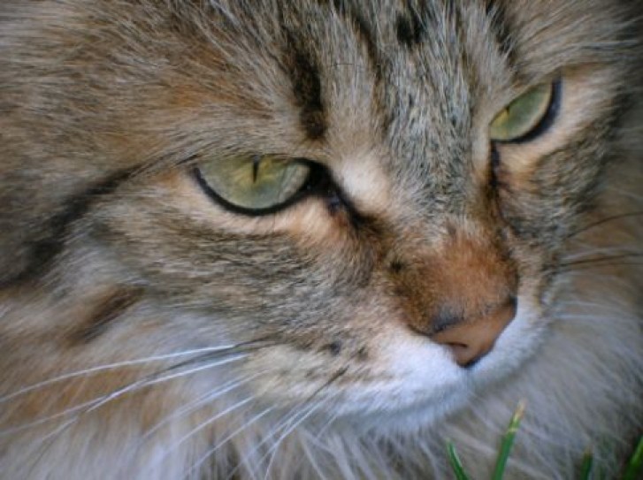 Picture of a cat / kitten / feline