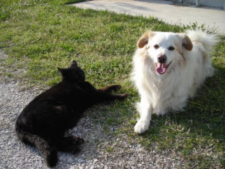 Picture of a cat / kitten / feline