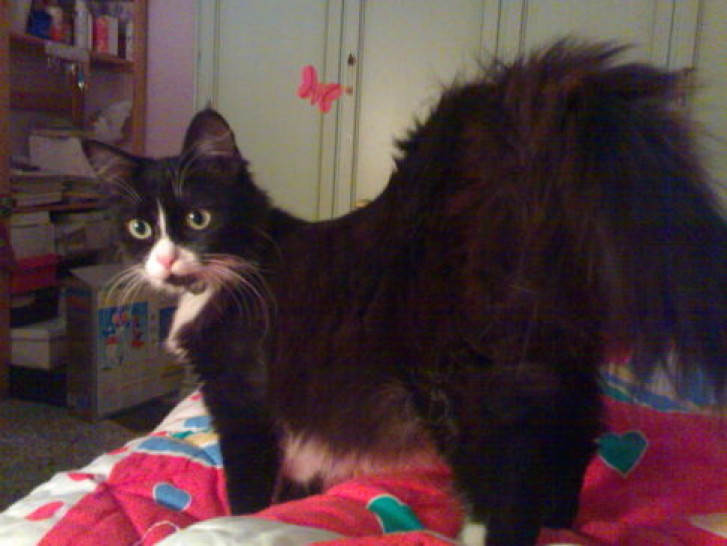 Picture of a cat / kitten / feline