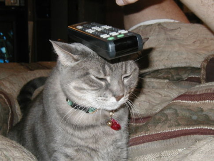 Picture of a cat / kitten / feline