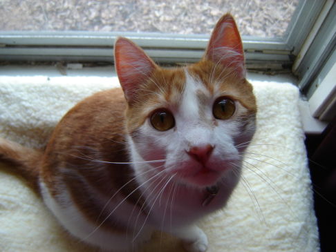 Picture of a cat / kitten / feline