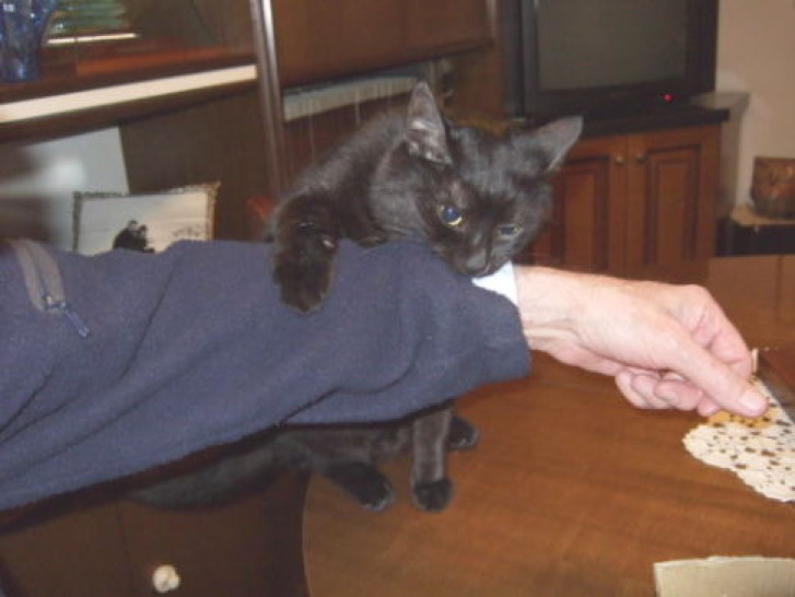 Picture of a cat / kitten / feline