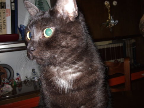 Picture of a cat / kitten / feline