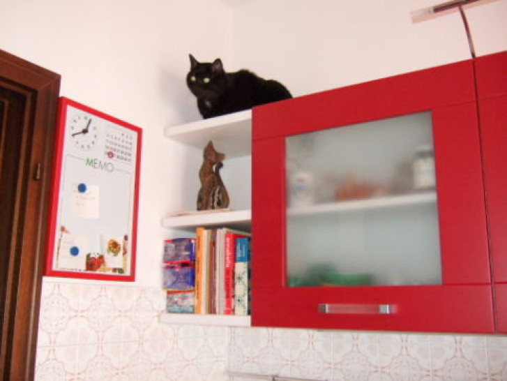 Picture of a cat / kitten / feline