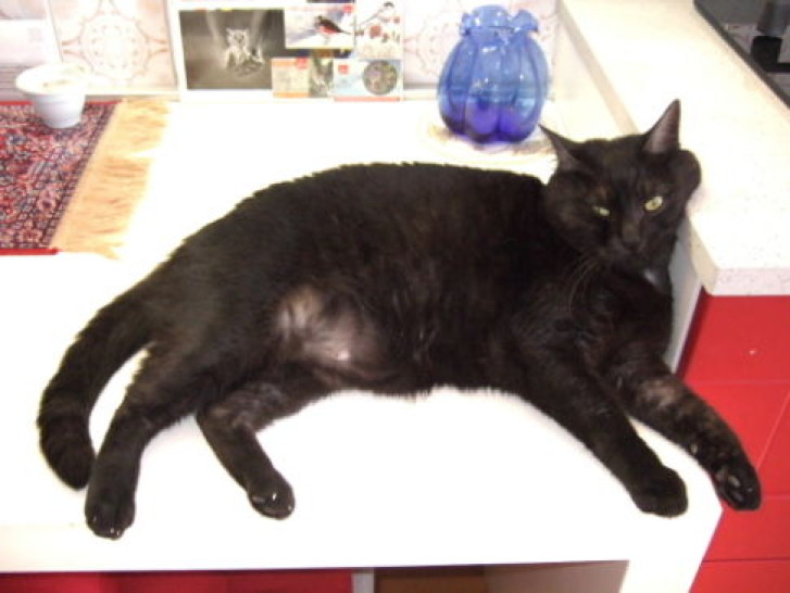 Picture of a cat / kitten / feline