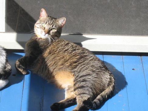 Picture of a cat / kitten / feline