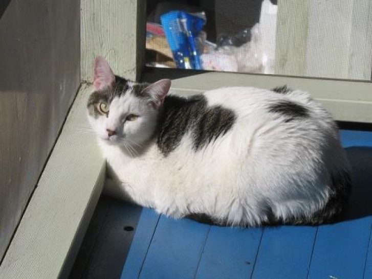 Picture of a cat / kitten / feline