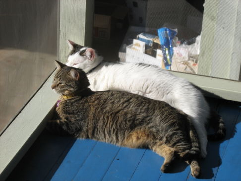 Picture of a cat / kitten / feline