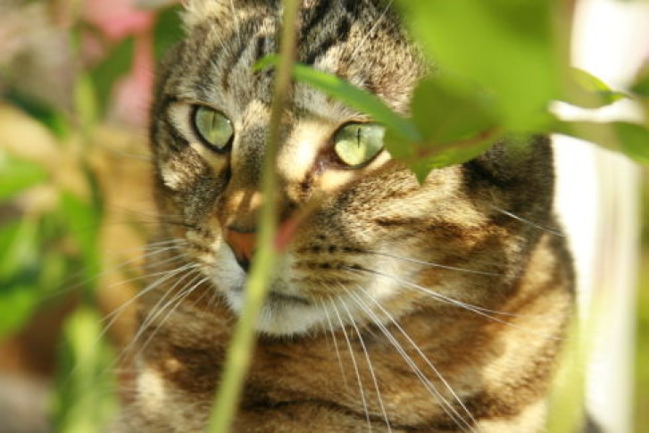 Picture of a cat / kitten / feline