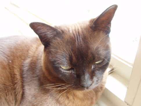 Picture of a cat / kitten / feline