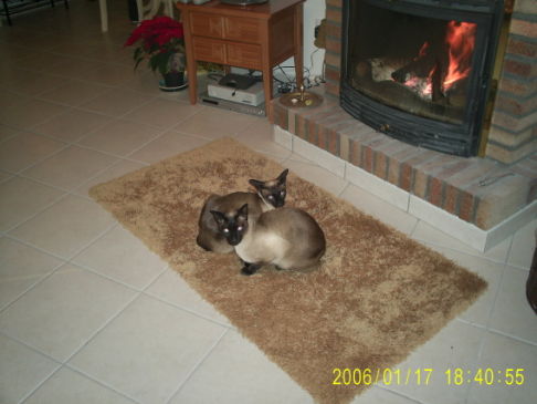 Picture of a cat / kitten / feline