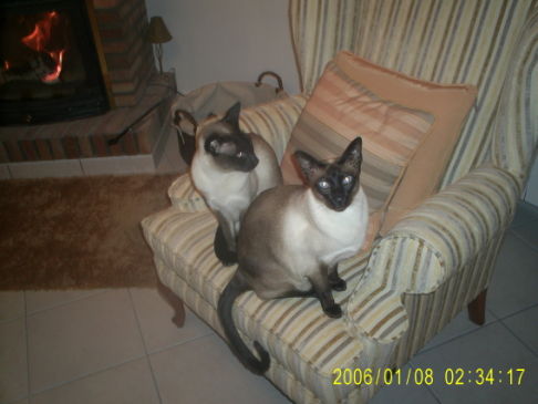 Picture of a cat / kitten / feline